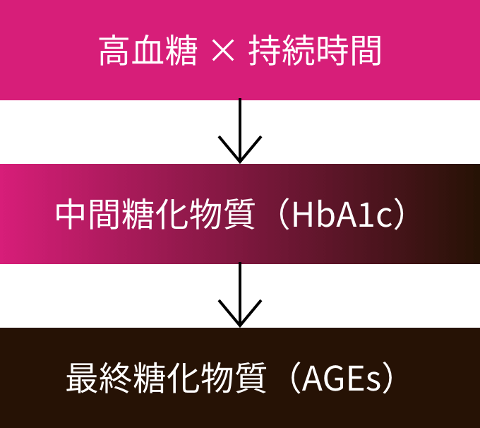 高血糖×持続時間→中間糖化物質（HbA1c）→最終糖化物質（AGEs）